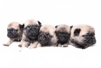 Pug Puppies for sale in Trussville, Alabama. price: $250