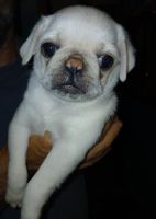 Pug Puppies for sale in Tupelo, MS 38804, USA. price: $800