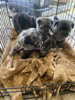 Pug Puppies for sale in Temple, Texas. price: $1,200