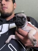 Pug Puppies for sale in Haslet, Texas. price: $400