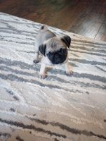 Pug Puppies for sale in St. paul, Minnesota. price: $1,400