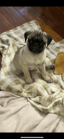 Pug Puppies for sale in Lewistown, Pennsylvania. price: $800