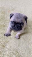 Pug Puppies for sale in Seattle, Washington. price: $2,000