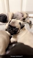 Hello I have 4 Fawn pugs for rehoming they turn 2 months on April 9th