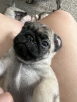 Hello I have 4 Fawn pugs for rehoming they turn 2 months on April 9th