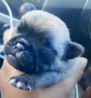 Pug Puppies for sale in Riverside, California. price: $500