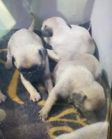 Pug Puppies