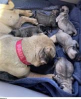 Pug Puppies