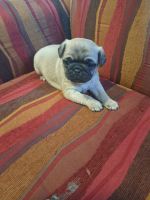 Pug Puppies for sale in Edgerton, WI 53534, USA. price: $1,000