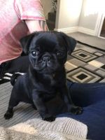 Pug Puppies for sale in Knoxville, Tennessee. price: $400