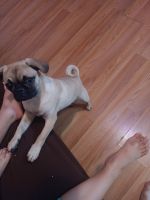 Pug Puppies for sale in Bronx, New York. price: $600