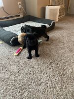Pug Puppies for sale in Hawley, PA 18428, USA. price: $1,200