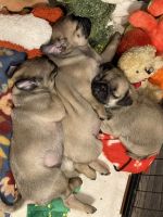 Pug Puppies for sale in St. Clairsville, Ohio. price: $1,200