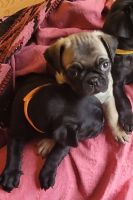 Pug Puppies for sale in Powhatan, Virginia. price: $1,000
