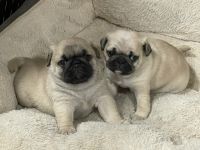 Pug Puppies for sale in Independence, Oregon. price: $1,000