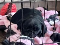 Pug Puppies for sale in Vancouver, Washington. price: NA