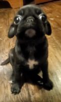 Pug Puppies for sale in New Braunfels, Texas. price: $1,300