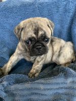 Pug Puppies for sale in Schulenburg, TX 78956, USA. price: $700,900