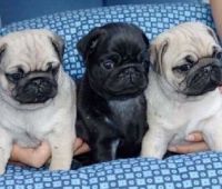 Pug Puppies for sale in Riverside, Illinois. price: $400