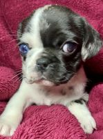 Pug Puppies for sale in Chiloquin, Oregon. price: $800
