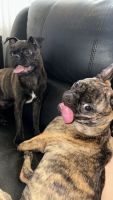 Pug Puppies for sale in West Covina, California. price: $1,500