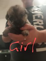 Pug Puppies for sale in Browns Plains, Queensland. price: $1,000