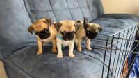 Pug Puppies for sale in Campbelltown, New South Wales. price: $800