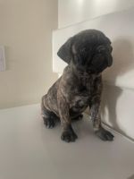 Pug Puppies for sale in Victorville, California. price: $500