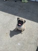 Pug Puppies for sale in Palm Bay, FL 32907, USA. price: $850