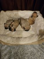 Pug Puppies for sale in Lewiston, Idaho. price: $1,000