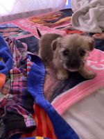 Pug Puppies for sale in Surprise, Arizona. price: $200