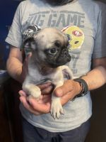 Pug Puppies for sale in Lake Elsinore, California. price: $250