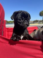 Pug Puppies for sale in Coconut Creek, Florida. price: $2,200
