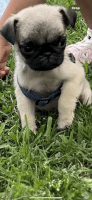 Pug Puppies for sale in Houston, Texas. price: $1,000