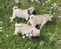 Pug Puppies for sale in New Madison, Ohio. price: $1,000
