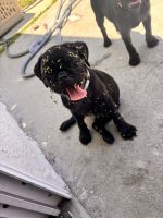 Pug Puppies for sale in Palm Bay, FL 32907, USA. price: $750