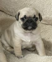 Pug Puppies for sale in Independence, Oregon. price: $850