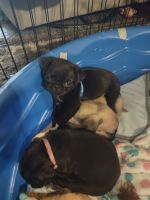 Pug Puppies for sale in Rancho Cucamonga, California. price: $700