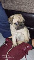 Pug Puppies for sale in Albuquerque, New Mexico. price: NA
