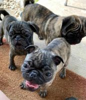 Pug Puppies for sale in Austin, TX, USA. price: $850