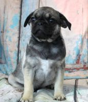 Pug Puppies for sale in Salina, Kansas. price: $1,000
