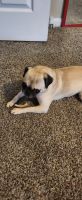 Pug Puppies for sale in Baytown, Texas. price: $550