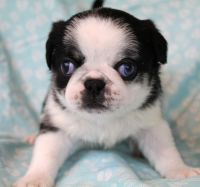 Pug Puppies for sale in Abilene, Kansas. price: $1,500