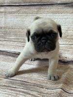 Pug Puppies for sale in Bridgeport, CT, USA. price: $1,700
