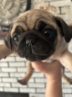 Pug Puppies for sale in Knoxville, Tennessee. price: $1,500
