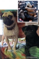Pug Puppies for sale in Pensacola, Florida. price: $450