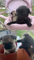 Pug Puppies for sale in Memphis, Tennessee. price: $500