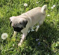 Pug Puppies for sale in New Madison, Ohio. price: $800