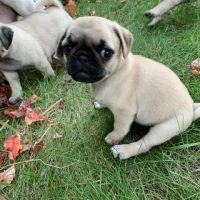 Pug Puppies for sale in Houston, Texas. price: $550