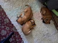Pug Puppies for sale in Grand Haven, Michigan. price: $300